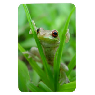 Magnet Flexible Grenouille d'arbre tenant dessus l'aimant de Flexi
