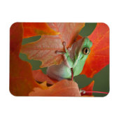 Magnet Flexible Grenouille D'Arbre Vert À L'Automne (Horizontal)