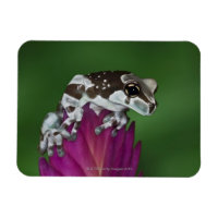 Grenouille de lait, Trachycephalus resinifictrix