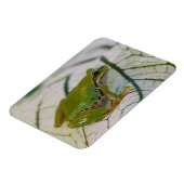 Magnet Flexible Grenouille des arbres du Pacifique sur les fleurs (Côté Gauche)