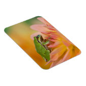 Magnet Flexible Grenouille du Pacifique sur les fleurs dans notre  (Côté Droit)