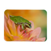 Magnet Flexible Grenouille du Pacifique sur les fleurs dans notre  (Horizontal)