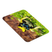 Magnet Flexible Grenouille empoisonnée, Dendrobates tinctorius, (Côté Droit)