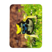 Magnet Flexible Grenouille empoisonnée, Dendrobates tinctorius, (Vertical)