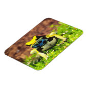 Magnet Flexible Grenouille empoisonnée, Dendrobates tinctorius, (Côté Gauche)
