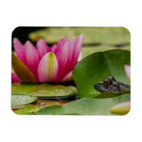 Grenouille-taureau Américaine Parmi Les Nymphes D'