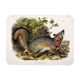 Magnet Flexible Grey Fox / Grey Fox Audubon's American Quadrupeds
