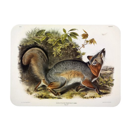 Magnet Flexible Grey Fox / Grey Fox Audubon's American Quadrupeds (Horizontal)