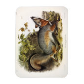 Magnet Flexible Grey Fox / Grey Fox Audubon's American Quadrupeds (Vertical)