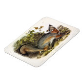 Magnet Flexible Grey Fox / Grey Fox Audubon's American Quadrupeds (Côté Gauche)