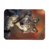 Magnet Flexible Gris loup aimant (Horizontal)