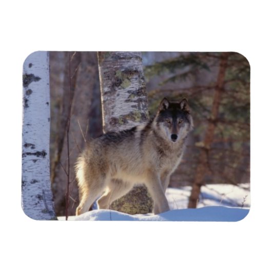 Magnet Flexible Gris loup aimant (Horizontal)