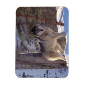 Magnet Flexible Gris loup aimant (Vertical)