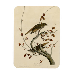 Magnet Flexible Grive d'ermite des oiseaux d'Amérique d'Audubon