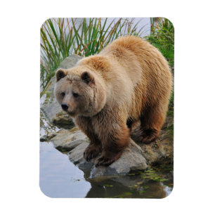 Magnet Flexible Grizzly Oear Wildlife Animal Photographie