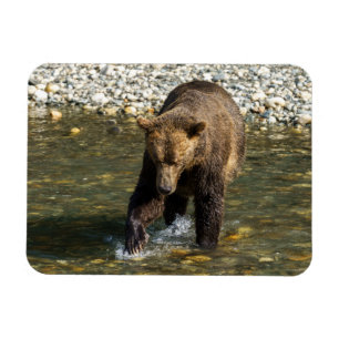 Magnet Flexible Grizzly Sauvage Essayant D'Attraper Saumon Au Toba