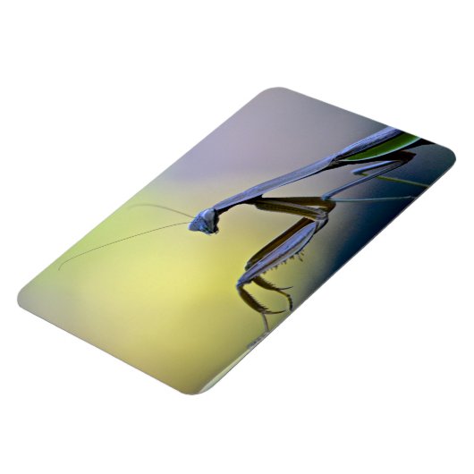 Magnet Flexible Gros aimant Mantis de prière (Côté Gauche)