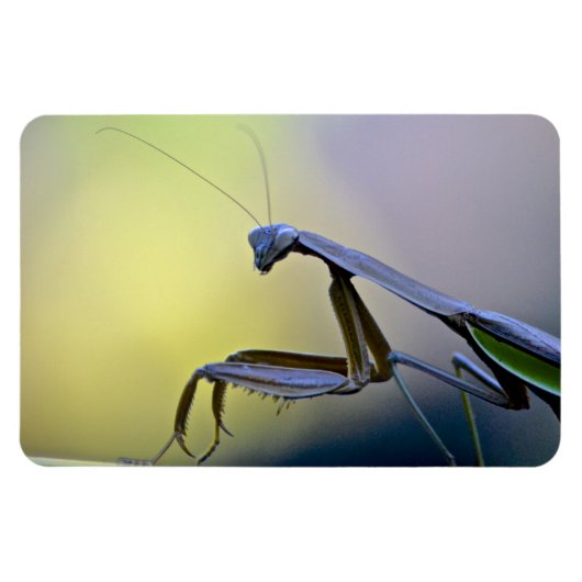 Magnet Flexible Gros aimant Mantis de prière (Horizontal)
