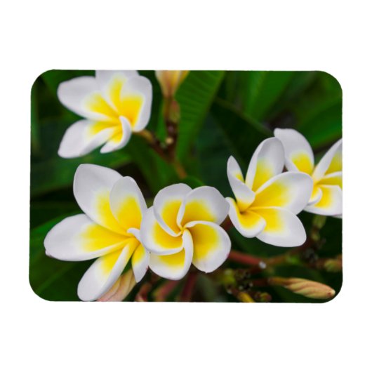 Magnet Flexible Gros plan de fleurs de la Plumeria, Hawaii (Horizontal)
