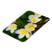 Magnet Flexible Gros plan de fleurs de la Plumeria, Hawaii (Côté Gauche)