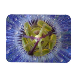 Magnet Flexible Gros plan de la fleur de la passion. Crédit : Don