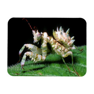 Magnet Flexible Gros plan de la mante Hottentot
