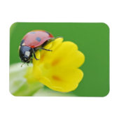 Magnet Flexible Gros plan de Ladybug (Horizontal)