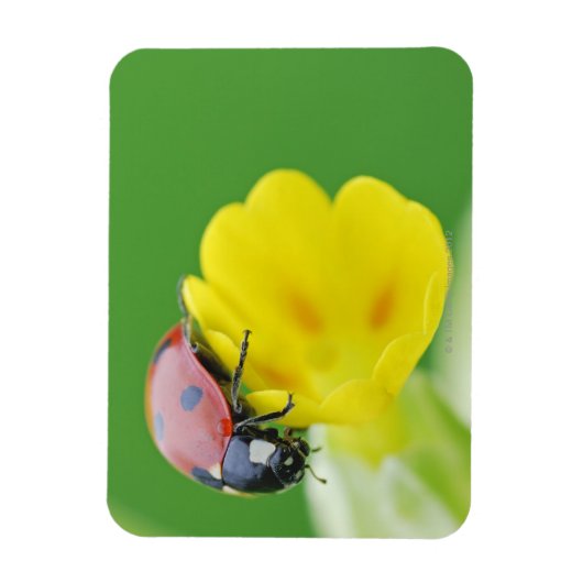 Magnet Flexible Gros plan de Ladybug (Vertical)