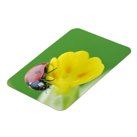 Magnet Flexible Gros plan de Ladybug (Côté Gauche)
