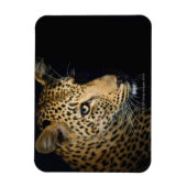 Magnet Flexible Gros plan de Leopard, Grand Kruger National (Vertical)