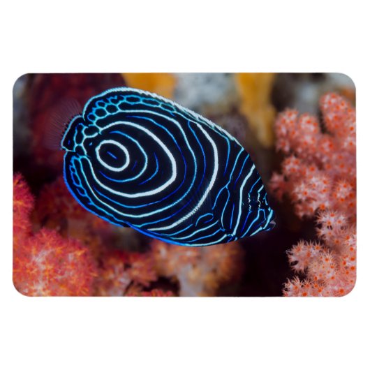 Magnet Flexible Gros plan de poisson-ange empereur (Horizontal)