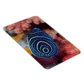 Magnet Flexible Gros plan de poisson-ange empereur (Côté Droit)