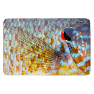 Magnet Flexible Gros Plan D'écailles De Poisson