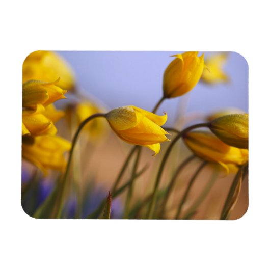 Magnet Flexible Gros plan des jonquilles (Horizontal)