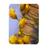 Magnet Flexible Gros plan des jonquilles (Vertical)
