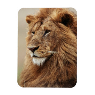 Magnet Flexible Gros plan du lion mâle