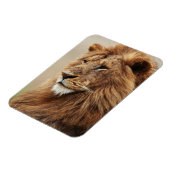 Magnet Flexible Gros plan du lion mâle (Côté Gauche)