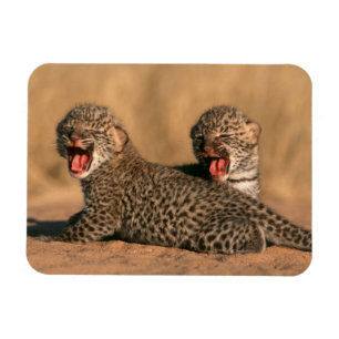 Magnet Flexible Gros plan d'un léopard nouveau-né (Panthera Pardus