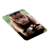 Magnet Flexible Gros plan d'un singe capucin à cou noir (Côté Droit)