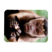 Magnet Flexible Gros plan d'un singe capucin à cou noir (Horizontal)
