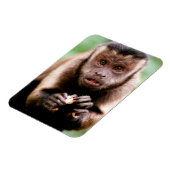 Magnet Flexible Gros plan d'un singe capucin à cou noir (Côté Gauche)