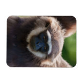Magnet Flexible Gros plan d'une Gibbon pendante (Horizontal)