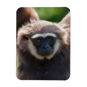 Magnet Flexible Gros plan d'une Gibbon pendante