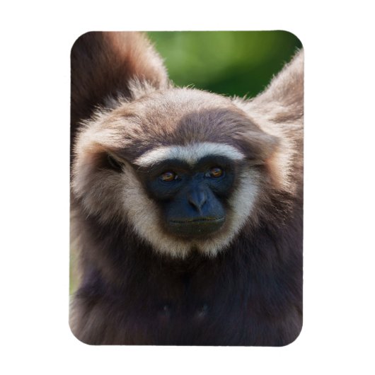Magnet Flexible Gros plan d'une Gibbon pendante (Vertical)