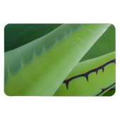 Magnet Flexible Gros Plan Sur Agave (Horizontal)