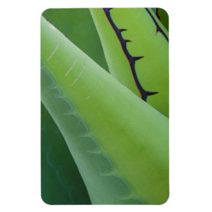 Magnet Flexible Gros Plan Sur Agave