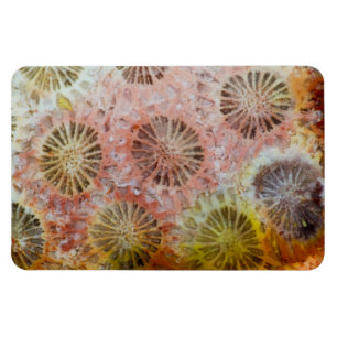 Magnet Flexible Gros plan sur du corail rose