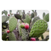 Magnet Flexible Gros plan sur le cactus figuier de barbarie (Horizontal)