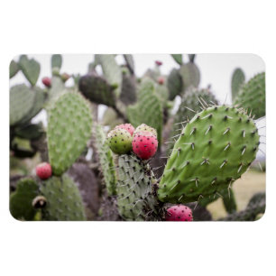 Magnet Flexible Gros plan sur le cactus figuier de barbarie