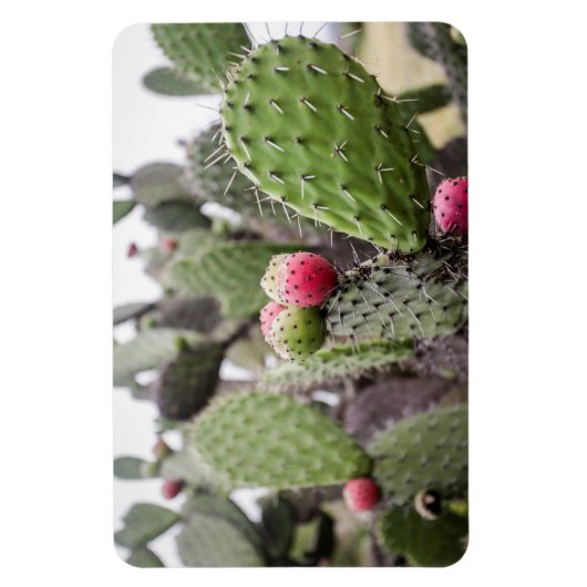 Magnet Flexible Gros plan sur le cactus figuier de barbarie (Vertical)